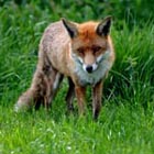 fox